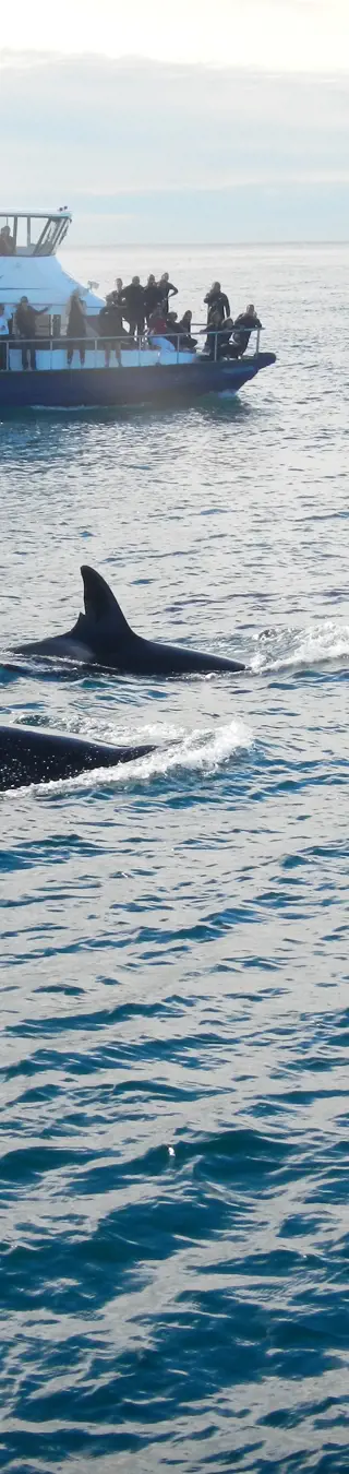 Wale beobachten in Kaikoura